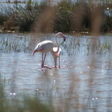 Eucaliptus A - Delta Del Ebro *
