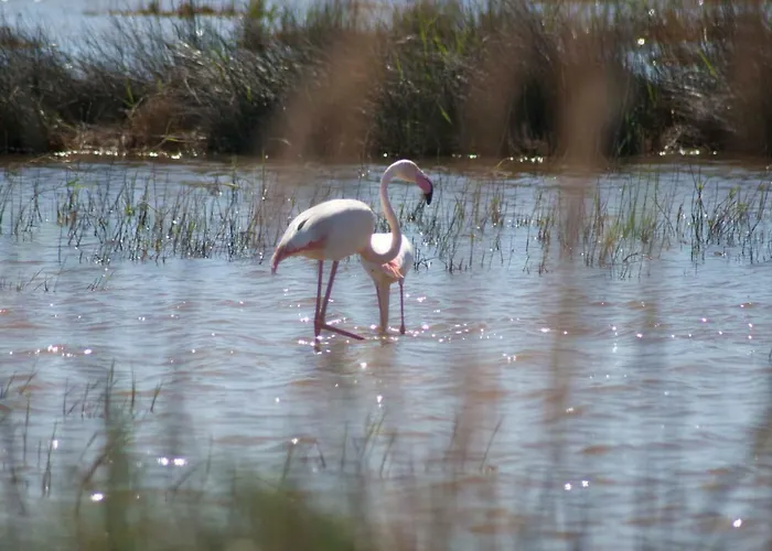 Eucaliptus A - Delta Del Ebro *